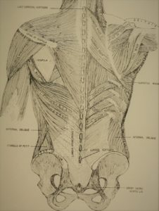 Alexander Technique – Learn how to correct your body posture